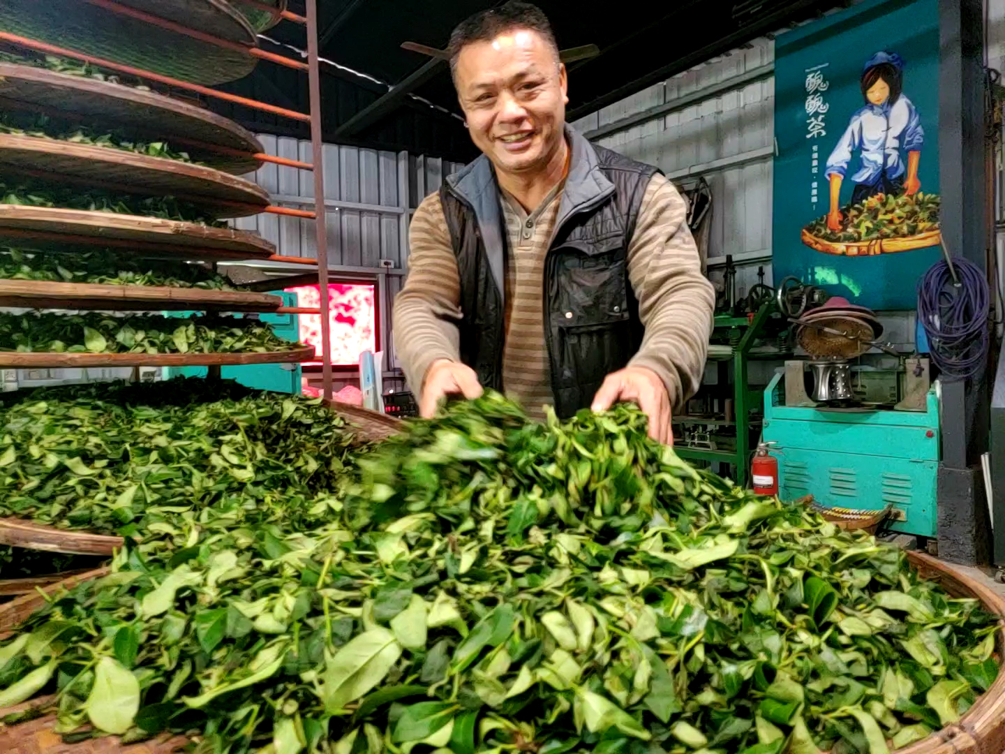 新北市坪林金瓜寮 陳錠鋐「世」代留「芳」醜醜的茶，幽幽的香…