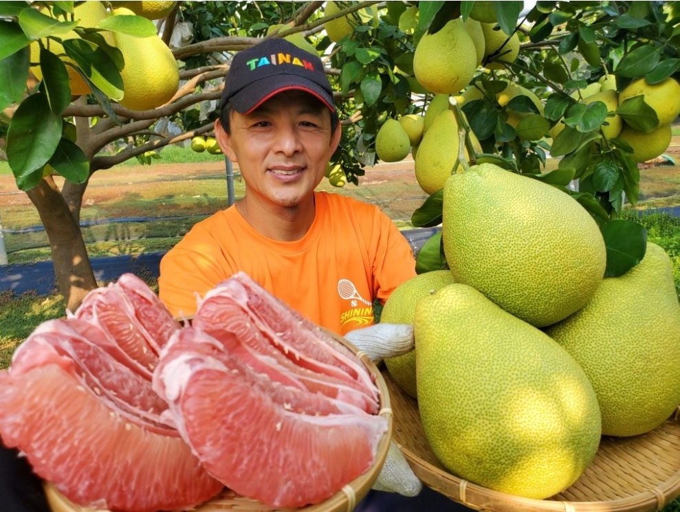 台南市麻豆區 春風化雨 劉財坤「紅」榜人生「柚」見高峰