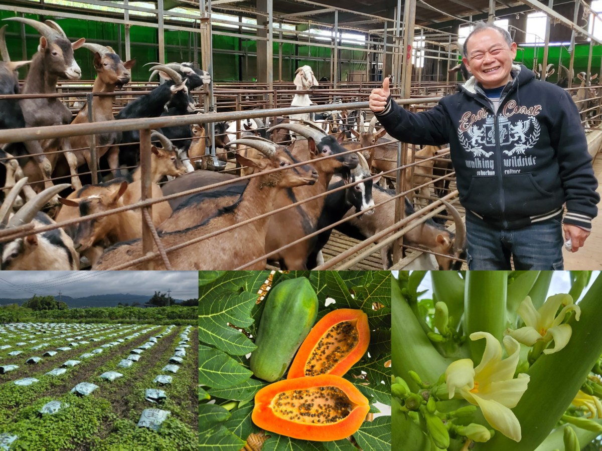 森湧有機農場-有機青木瓜/紅肉木瓜 品質如此優質！