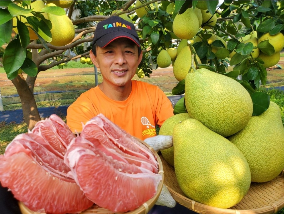 台南市麻豆區 春風化雨 劉財坤「紅」榜人生「柚」見高峰